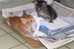 Goldie & Blackie playing in their litter box