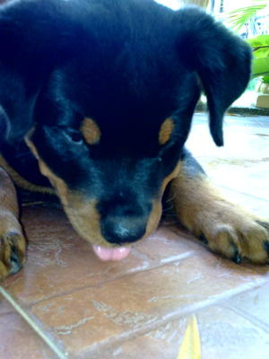 Rottweiler..rose - Rottweiler Dog