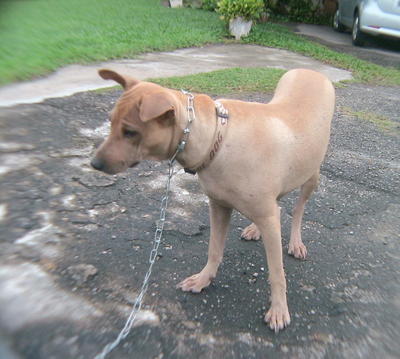 Daisy - Mixed Breed Dog