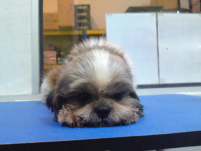 Lisa - Shih Tzu Dog