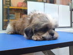 Lisa - Shih Tzu Dog