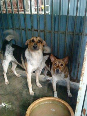 Micky And Minnie-in Ipoh  - Mixed Breed Dog