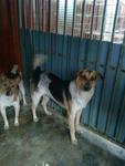 Micky And Minnie-in Ipoh  - Mixed Breed Dog