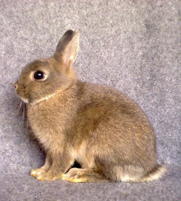 Nd Opal01 - Netherland Dwarf Rabbit