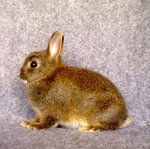 Nd Opal01 - Netherland Dwarf Rabbit