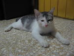 Silver - Domestic Short Hair Cat