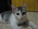 Silver - Domestic Short Hair Cat