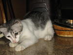 Silver - Domestic Short Hair Cat