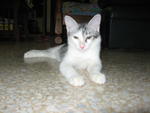 Silver - Domestic Short Hair Cat