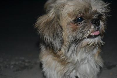 Kachui - Shih Tzu Dog