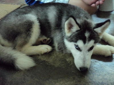 Quintus - Siberian Husky Dog