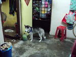 Quintus - Siberian Husky Dog