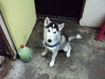 Quintus - Siberian Husky Dog