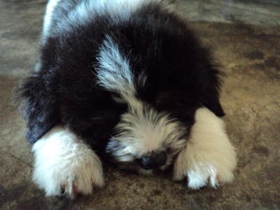 Panda - Shih Tzu Dog