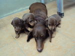 PF22337 - Dachshund Dog