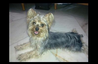 Delfin - Australian Terrier Dog