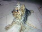 Delfin - Australian Terrier Dog