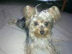 Delfin - Australian Terrier Dog