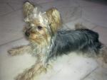 Delfin - Australian Terrier Dog