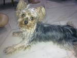 Delfin - Australian Terrier Dog