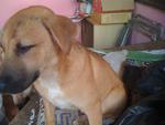 Browny - Mixed Breed Dog