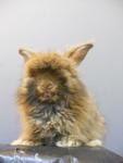 English Angora - Angora Rabbit Rabbit