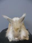 English Angora - Angora Rabbit Rabbit