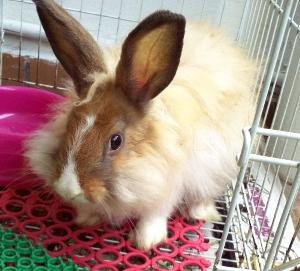 PF22356 - New Zealand Rabbit