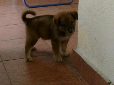 Usj Taipan Puppy  - Mixed Breed Dog