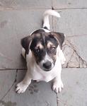 Molly - Mixed Breed Dog