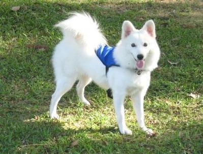 Tiara - Spitz Dog