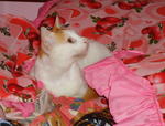 Assandy - Domestic Short Hair + Turkish Van Cat