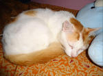 Assandy - Domestic Short Hair + Turkish Van Cat