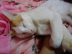 Assandy - Domestic Short Hair + Turkish Van Cat