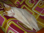 Assandy - Domestic Short Hair + Turkish Van Cat