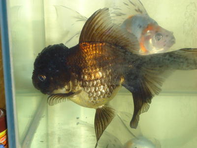 Gonut - Goldfish Fish