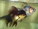 Gonut - Goldfish Fish