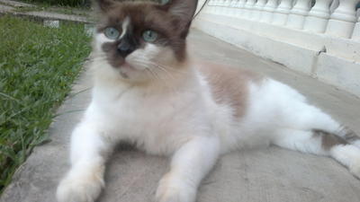 Cheeqa - Snowshoe + Domestic Medium Hair Cat