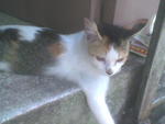 Farah - Domestic Medium Hair + Calico Cat