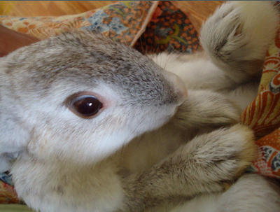 Boboy N Brownish - Chinchilla Rabbit