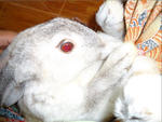 Boboy N Brownish - Chinchilla Rabbit