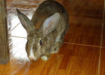 Boboy N Brownish - Chinchilla Rabbit