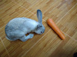 Boboy N Brownish - Chinchilla Rabbit