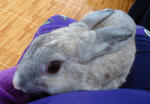 Boboy N Brownish - Chinchilla Rabbit