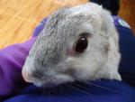 Boboy N Brownish - Chinchilla Rabbit