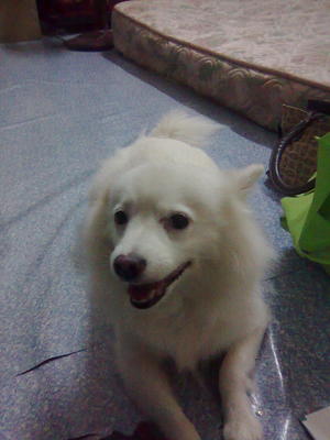 Snowie Ooi - Mixed Breed Dog