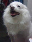 Snowie Ooi - Mixed Breed Dog