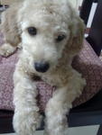 Ringo (Apple) - Poodle Dog