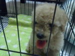 Ringo (Apple) - Poodle Dog