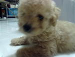 Ringo (Apple) - Poodle Dog